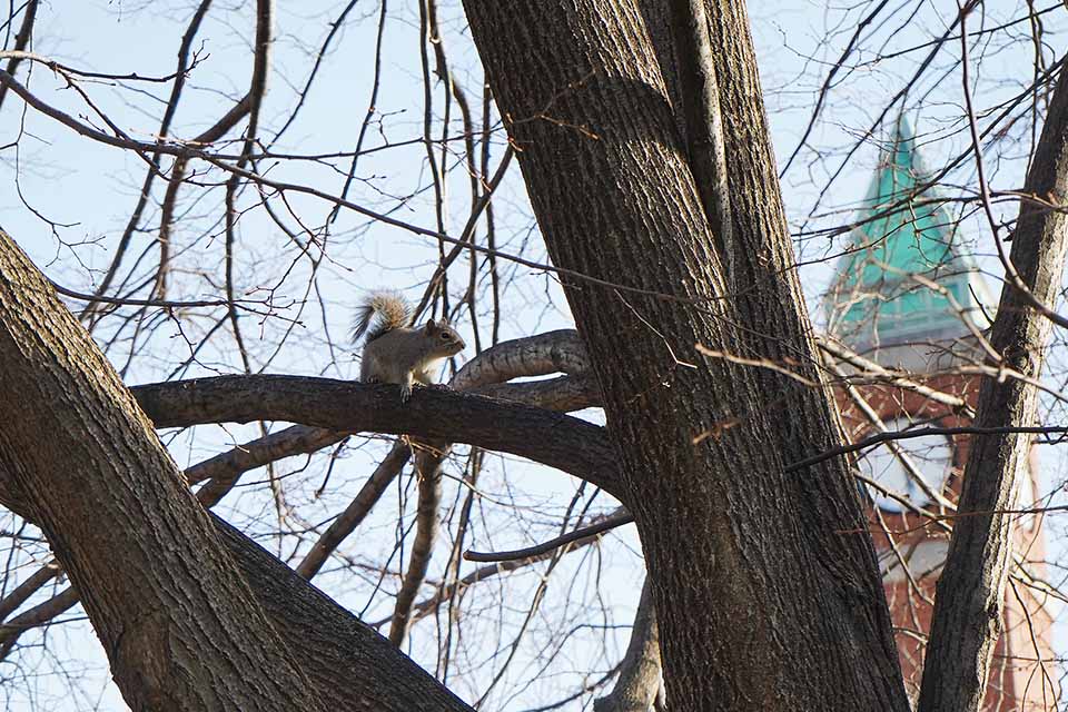 A squirrel sits on a tree branch with a clock tower in the background.